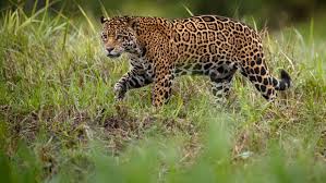 The wixatari or huicholes who inhabited central mexico believes that it helped them in translating language for gods among men. 9 Animals You Might Not Know Are Native To The U S