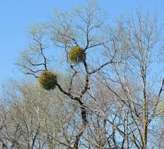 Image result for Viscaceae