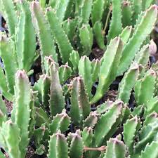 Image result for Stapelia gigantea
