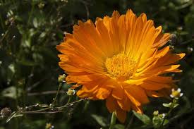 Ringelblume Kostbare Natur Ringelblume Heilpflanzen Pflanzen