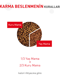 Kitten Kopek Mamasi Yavru Icin Kediler Mamalari Royal Canin Turkiye