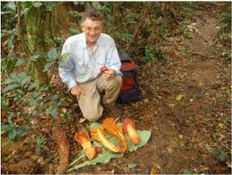 Image result for Thomandersia congolana