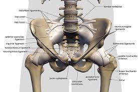 The acetabulum is a concave area in the pelvis, into which the femoral head fits. Ligaments Tendons And Muscles Of The Hip Joint Naples Best Hip Surgeon