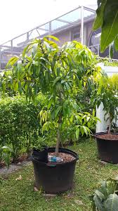 Potted Mango Tree Tip Pruned To Shape The Canopy After All The Fruit Was Harvested Looking Good Fruit Trees Container Gardening Fruit Trees In Containers
