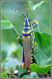 Grasshopper is a visual programming editor integrated with rhinoceros3d of robert mcneel & asscoiates. Painted Grasshopper India Beautiful Bugs Bugs And Insects Insects