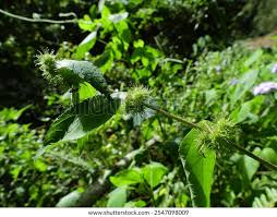 Image result for Triumfetta