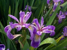 When to plant for best results, plant iris rhizomes in july, august or september. Iris Versicolor Merebrook Pond Plants
