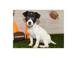 Rat terriers are energetic hunters of small rodents. Rat Terrier Puppies Petland Hoffman Estates