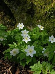Wood Anemone Woodland Plants Wood Anemone Woodland Flowers