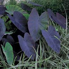 We did not find results for: Obi Taro Black Magic Schwarz Violett Topf O Ca 18 Cm Colocasia Kaufen Bei Obi