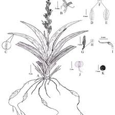 Image result for Chlorophytum zingiberastrum