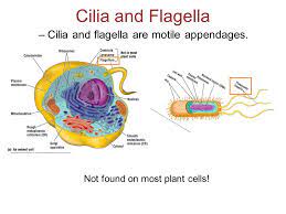 Unlike cilia and microvilli, flagella are not extensions of the cytoplasm and they are made of entirely different structures. Ch 4 A Tour Of The Cell Figure 4 6a Ppt Download