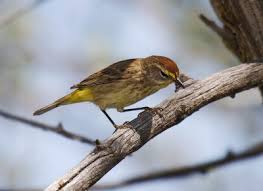 Warblers Photo Gallery by Greg Gillson at pbase.com