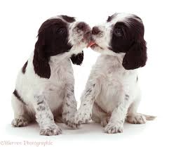 See more ideas about springer spaniel puppies, springer spaniel, spaniel puppies. Dogs English Springer Spaniel Pups Photo Wp00717