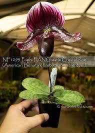 Image result for Chamaeangis