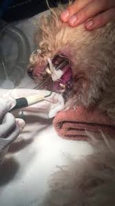 As well, we are happy to share more picture of interesting cases to our customers. Samc Animals Centre Home Facebook