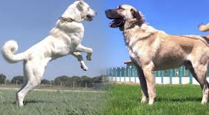 Bakanliktan Kangal Ve Akbaslarin Genlerine Ozel Koruma Karaman News Karaman Haber Imaret Haber