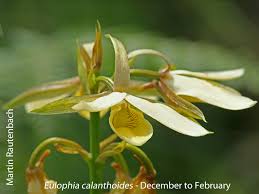 Image result for Eulophia calantha
