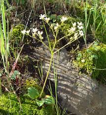 Image result for Galiniera saxifraga