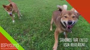 Visit us at petland san antonio to adopt our puppies, kittens, and other small animals. Petland San Antonio Pet Store Buy Puppies Pets Dog Supplies