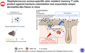 Image result for Staphylococcus