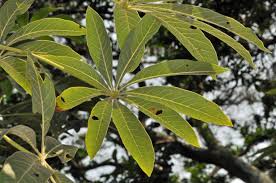 Image result for Sterculia africana