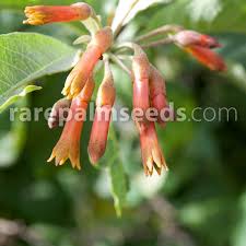 Flowering commences in mid summer and continues on into. Iochroma Edule Sweetheart Buy Seeds At Rarepalmseeds Com