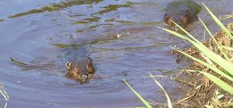 Prevention if you don't mind the beavers living on your creek or pond but want to avoid the damage they can do, you can install a tube drainage system that will allow the backed up water to drain away from the area and into the creek. Beaver Trapping Services In Massachusetts Beaver Solutions