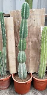 These fruits have a violet color, yet they can also achieve a yellow or pink tone. Cereus Peruvianuscactus Peruvian Apple Cactusthe Cereus Peruvianus Is A Fast Growing Tree Like Variety Of Cacti On Maturity It Has Numerous Upright Or Slightl