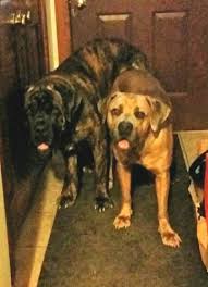 4,134 likes · 224 talking about this · 2 were here. Iccf Cane Corso Puppies For Sale In Fort Wayne Indiana Classified Americanlisted Com