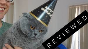 Portrait of gray british scottish fold shorthair cat with yellow eyes. Basil The British Shorthair Cat Review After 3 Years Youtube