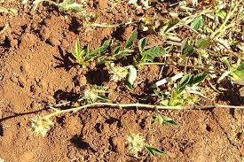 Image result for Crotalaria bernieri