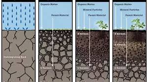 Droughts can also result in acid sulfate soil exposure and acidification. How Is Soil Formed Quora