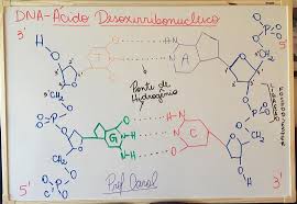 Fervendo Resumos ‼️ (@fervendoresumos) no Instagram: “Estrutura Molecular  do DNA. #estudos #biomedicina #biologia #dna #resumos #matem… | Chart, Map,  Map screenshot