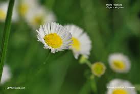 Image result for Oxyanthus strigosus