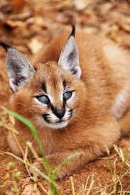 beautiful baby caracal cat species wild cats cute animals