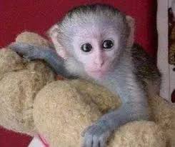Monkey really for adoption