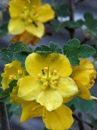 California native tree with yellow flowers. California Plants That Like Part Shade