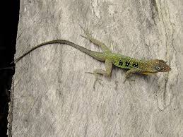 Image result for Anolis gemmosus