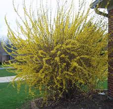 Forsythia x intermedia 'gold tide®' (courtasol) aka forsythia maree d'or®. A Tale Of Two Forsythia Shrubs Carol J Michel