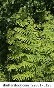 Image result for Osmundaceae