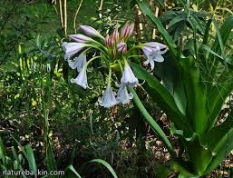 Image result for Crinum macowanii