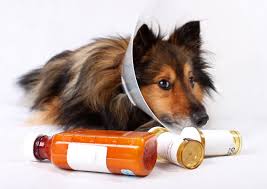 Pet meds shop by pet. Tips For Giving Medicine To Your Pet Texas Pets Texvetpets