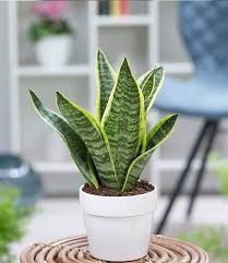 Sanseveria Futura Superba Jardinagem Plantas Jardim
