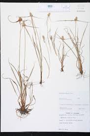 Image result for Kyllinga odorata