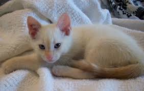 The points colors of siamese cats are darker and include the face mask, paws, tail, and ears. Siamese Cat Names 500 Names For Male Female Siamese Cats