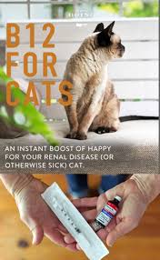 Allow cat to close mouth and swallow. Giving Your Cat A Vitamin B12 Boost The Art Of Doing Stuff