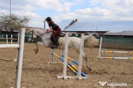 Anunturi pentru vanzari cai valenii de munte. De Vanzare Sei Western Si De Sarituri Trasura Hamuri Capestre Huse Adroa Zoo