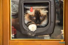 Cat bed window cat window hammock door hanging cat cat door cat window perch microchip cat door aluminum window doors aluminium door and window 1,382 cat door for window products are offered for sale by suppliers on alibaba.com, of which pet cages, carriers & houses accounts for 2. Cat Doors The Ideal Solution For Winter Love Ferplast