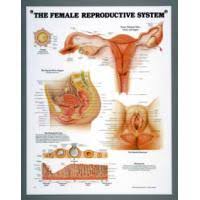 Nasco Peter Bachin Anatomical Chart Series Female